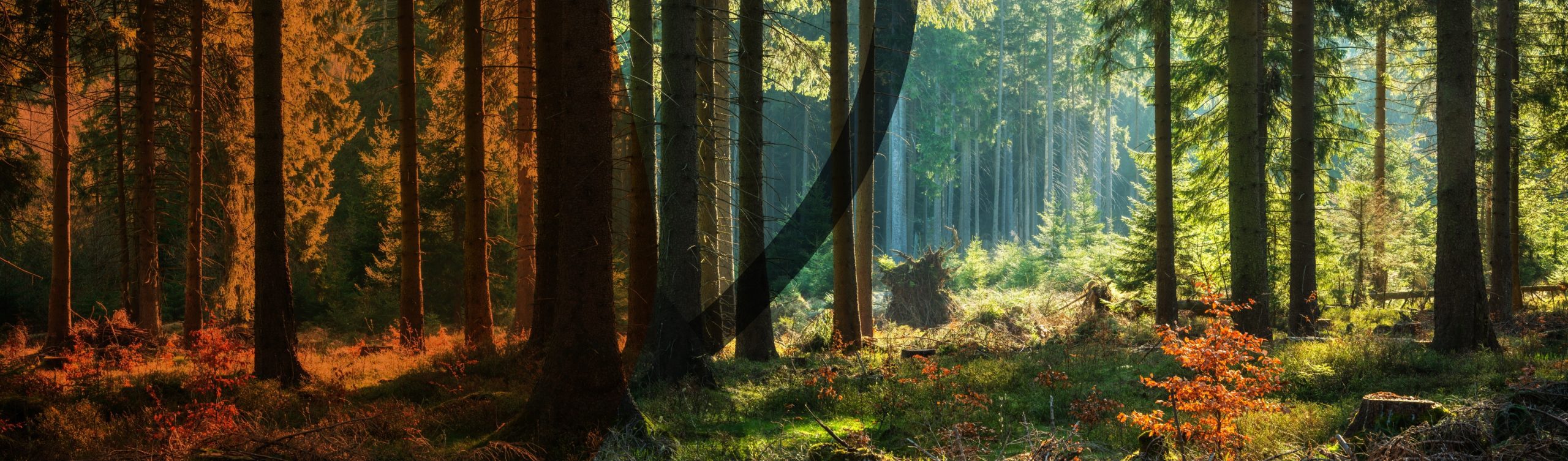 Saint-Donat-sur-l'Herbasse - Bannière - Le Bois de Sizay et autres balades - rando...